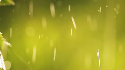Raindrops falling on leaves, close-up Stock Footage 11098844