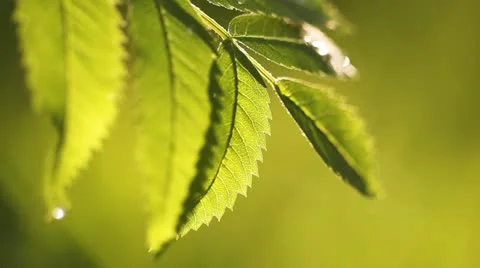Raindrops falling on leaves, close-up Stock-Footage 11098847