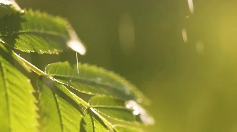 Raindrops falling on leaves, close-up Stock Footage 11104276