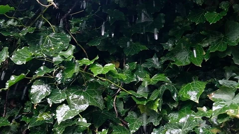 Raindrops falling on leaves Stock Footage 126819305