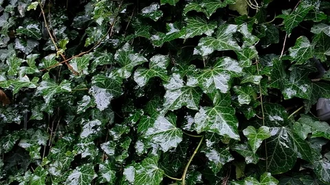 Raindrops falling on leaves Stock Footage 126819659