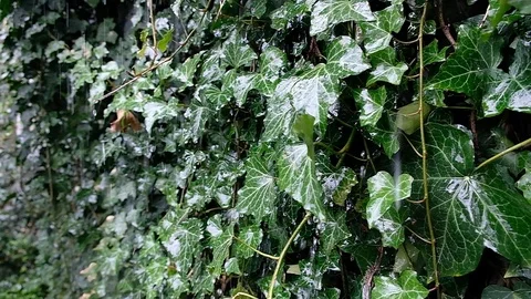 Raindrops falling on leaves Video stock 126822955