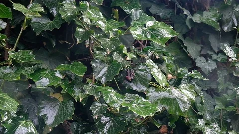 Raindrops falling on leaves Video stock 126827032