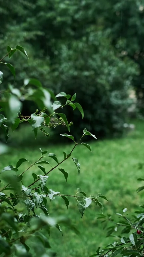 Raindrops falling on the leaves of a green tree, tropical forest rain, promoting Stock Footage 277643150