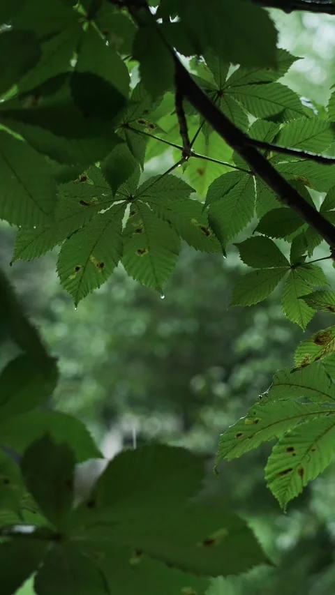 Raindrops falling on the leaves of a green tree, tropical forest rain, promoting Stock Footage 277643178