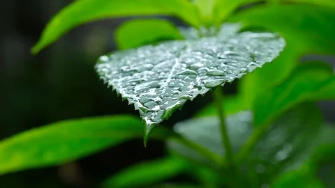 The raindrops falling on leaves. Macro shooting Stock Footage 71251442