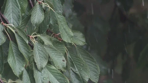 Raindrops falling on the leaves on a rainy and windy day close up in slow motion Stock Footage 101030122