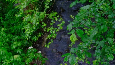 Raindrops falling on the leaves of trees on a cloudy, rainy day Stock Footage 123874243