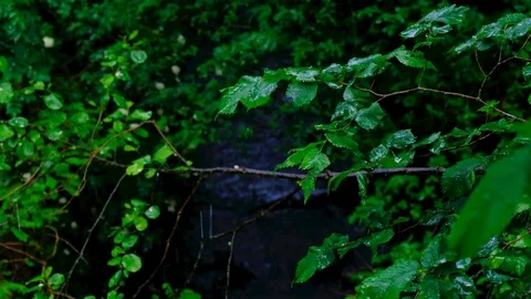 Raindrops falling on the leaves of trees on a cloudy, rainy day Stock Footage 123874250