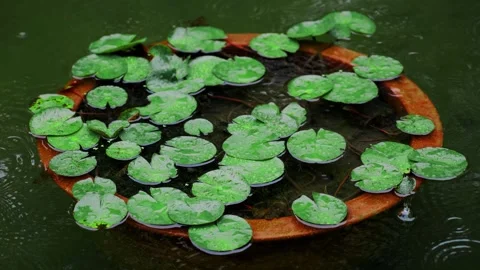 Raindrops falling on lily pads in a decorative terracotta garden pond basin Stock Footage 342099852