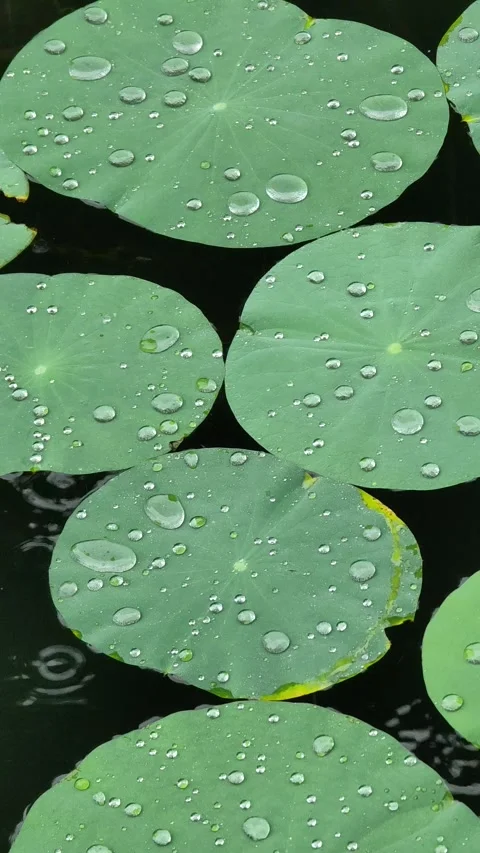 Raindrops falling on lotus leaf 4k vertical with rain sound Stock Footage 263531301