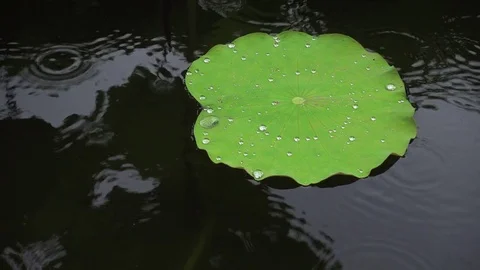Raindrops falling on lotus leaf,  aerial view, close up Stock Footage 77255741
