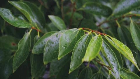 Raindrops Falling on Lush Green Leaves During a Gentle Summer Rainstorm Stock Footage 342221163