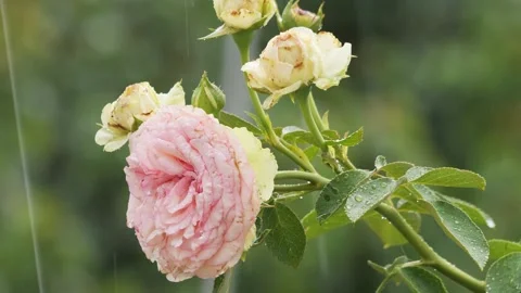 Raindrops falling on lush pink rose petals and green leaves in slow motion. Stock Footage 342801161