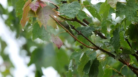 Raindrops falling on maple leafs during a spring rainstorm Stock Footage 53464622