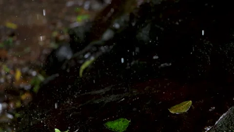 Raindrops Falling on Mossy Rocks in Dorrigo Forest Stock Footage 314029769
