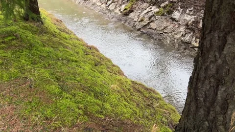 Raindrops falling on mountain stream with green mossy bank Stock-Footage 329553302