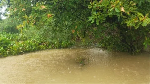 Raindrops Falling On Muddy Flooded Pond Under Tree Branch, Countryside 4K Stock Footage 346172376