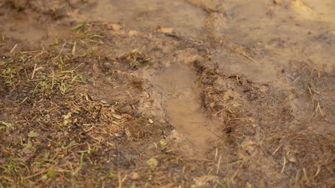 Raindrops falling into a muddy puddle on the ground Stock Footage 341294530