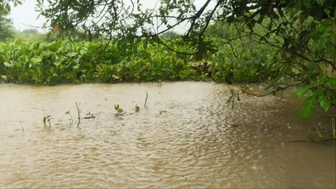Raindrops Falling on Muddy River Water Surface, Tropical Monsoon Rain Stock Footage 345670775
