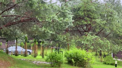 Raindrops falling near pine and fir trees on a wet day. Man in a hood walki.. Stock Footage 340546702