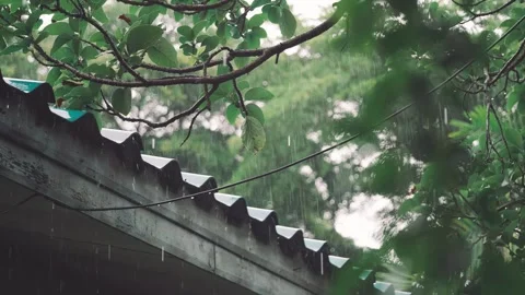Raindrops Falling on Old Tiled Roof with Tree Branch in Calm Natural Setting Stock Footage 310032490