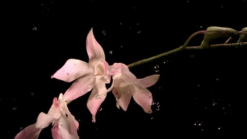 Raindrops falling on the orchids in slow motion against black background Stock Footage 81230374