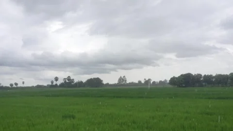 Raindrops Falling Over Green Rice Paddy Field Under Dark Cloudy Sky Stock Footage 344690104