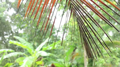 Raindrops falling on palm leaf Stock Footage 48734387