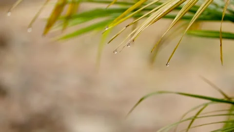 Raindrops falling from palm leaves with soft natural background Stock Footage 331277889