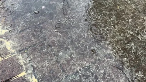 Raindrops falling on paved road with puddles with pollen Stock-Footage 316145015