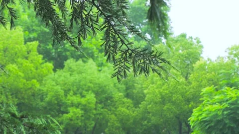 Raindrops Falling from Pine Branches During Summer Plum Rain Stock Footage 341957189