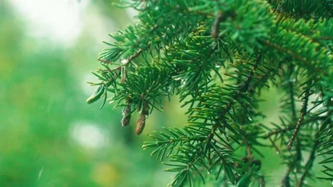 Raindrops falling on pine branches - rain clip 動画素材 233782838