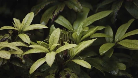 Raindrops falling on plant closeup. Calming and Relaxing mood Stock Footage 137737167