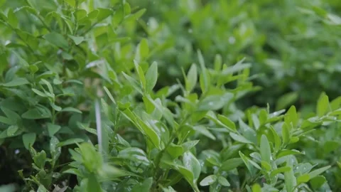 Raindrops falling on plant leaves, close-up. Rain falls on vegetation. Green Stock Footage 261221086