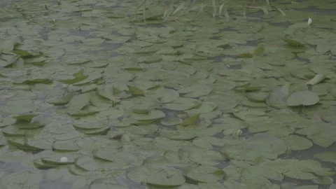 Raindrops Falling on a Pond Covered in Green Duckweed.vlog Stock Footage 336633736