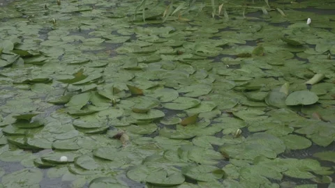 Raindrops Falling on a Pond Covered in Green Duckweed Stock Footage 336633851
