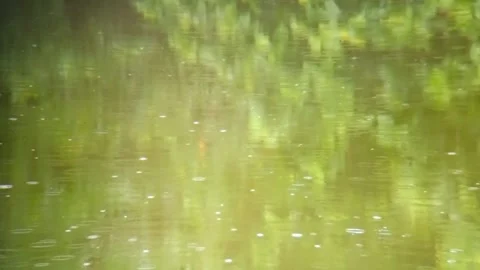 Raindrops falling in the pond on a rainy day Stock Footage 254167902