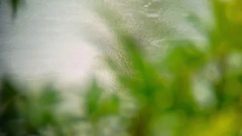Raindrops falling in the pond on a rainy day Stock Footage 254169438