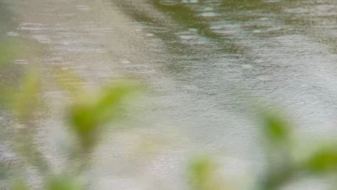 Raindrops falling in the pond on a rainy day Stock Footage 254170551