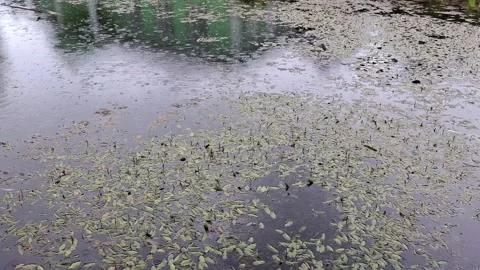Raindrops falling on a pond surface covered with floating leaves and seeds. Stock Footage 336002178