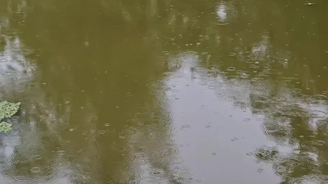 Raindrops falling on a pond surface creating water ripples Video stock 332499150