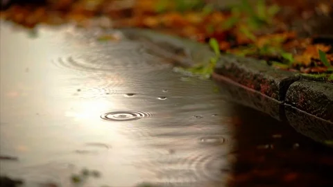 Raindrops falling into a puddle in autumn. Stock Footage 88406919