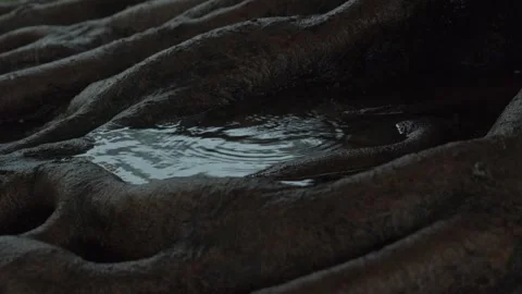 Raindrops Falling into a Puddle at the Base of an Ancient Tree After Heavy Rain Stockbeeldmateriaal 317549121
