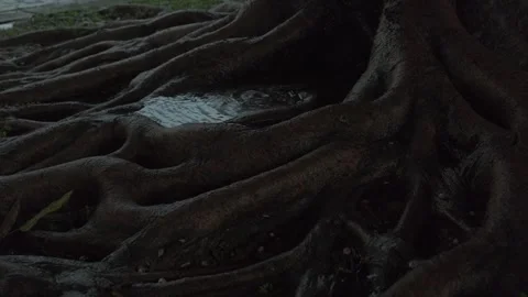 Raindrops Falling into a Puddle at the Base of an Ancient Tree After Heavy Rain Stock-Footage 317549145