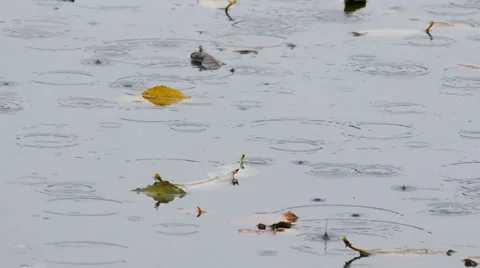 Raindrops falling into a puddle Video stock 34955178