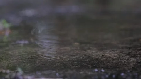 Raindrops falling into a puddle Stock Footage 273134275