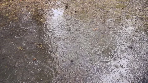 Raindrops falling into a puddle in pine forest, ripples on water surface du.. Stock-Footage 336599140