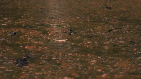 Raindrops falling into puddles on a footpath 스톡 동영상 348219020