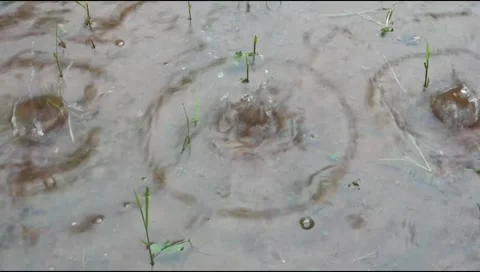 Raindrops falling on puddles on the ground Stock-Footage 308397792